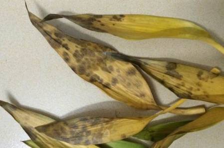 富贵竹叶子发黄怎么救能剪根吗 2f7605bdf8764caab4517e2e052d634b.jpeg