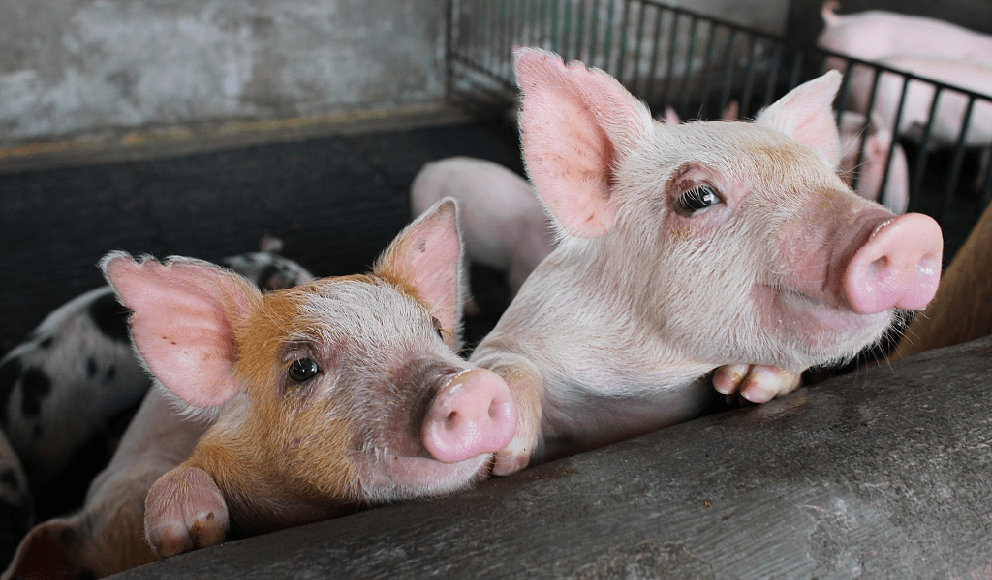 中国为什么进口美猪 41fc687e42fa41ff9c69e382e358ffd1.png