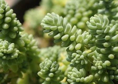 玉缀多肉怎样修剪 7b8e9adc26164b57907cb24e2cf55155.jpeg