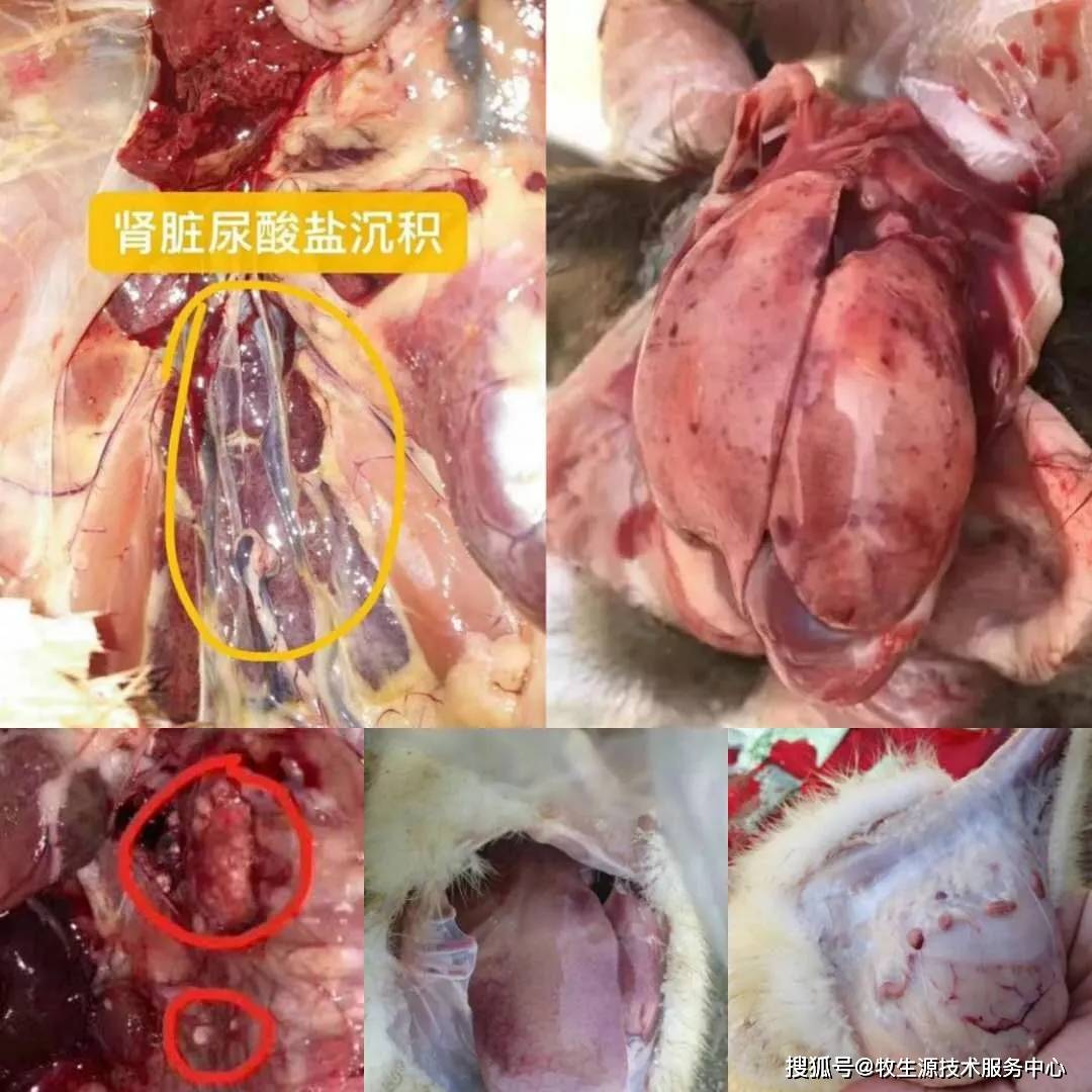 牧生源动保原创技术浅谈霉菌毒素对鸭鹅的影响