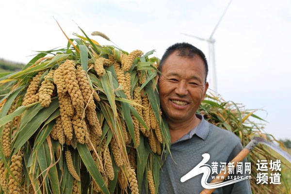 闻喜张关卫新品谷种植成功 带动农民增收