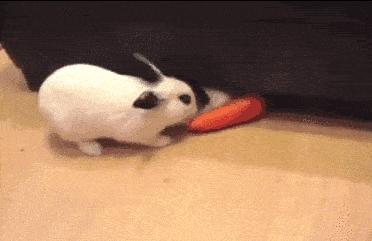 吃货萌宠们为了美食坑完队友坑主人简直无法无天