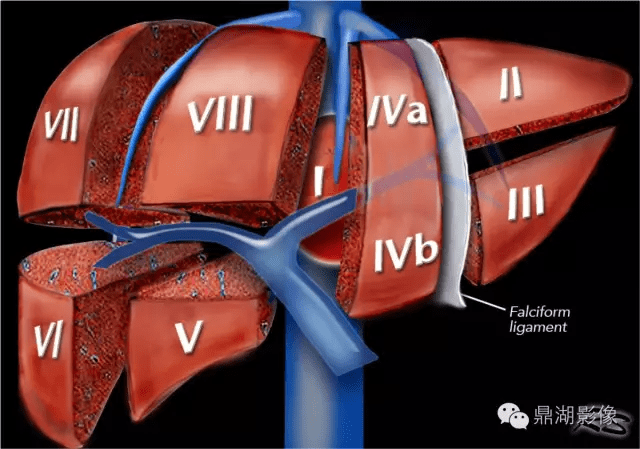 深入解读肝脏分段教学必备