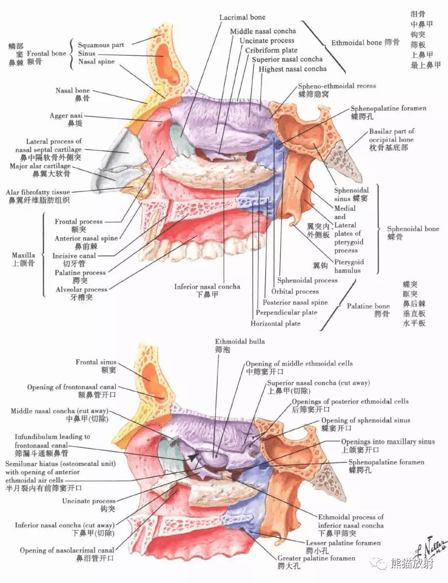 解剖:鼻,鼻腔,鼻窦