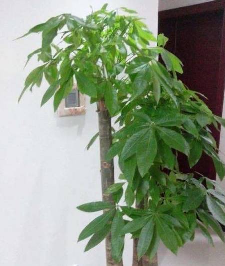 发财树花盆怎么选 fb7dc54bcd5040f7809ee4ccc995d488.jpeg