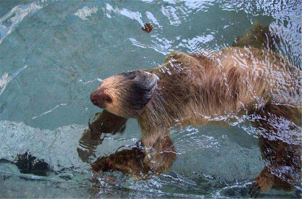 水猴子为什么要拉人水猴子到底存不存在