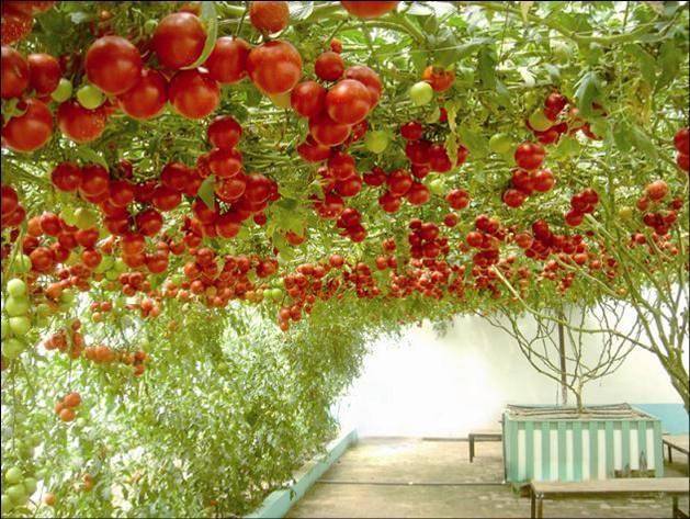 西红柿也能长成"大树",一次结果2000斤,种一年,收十年