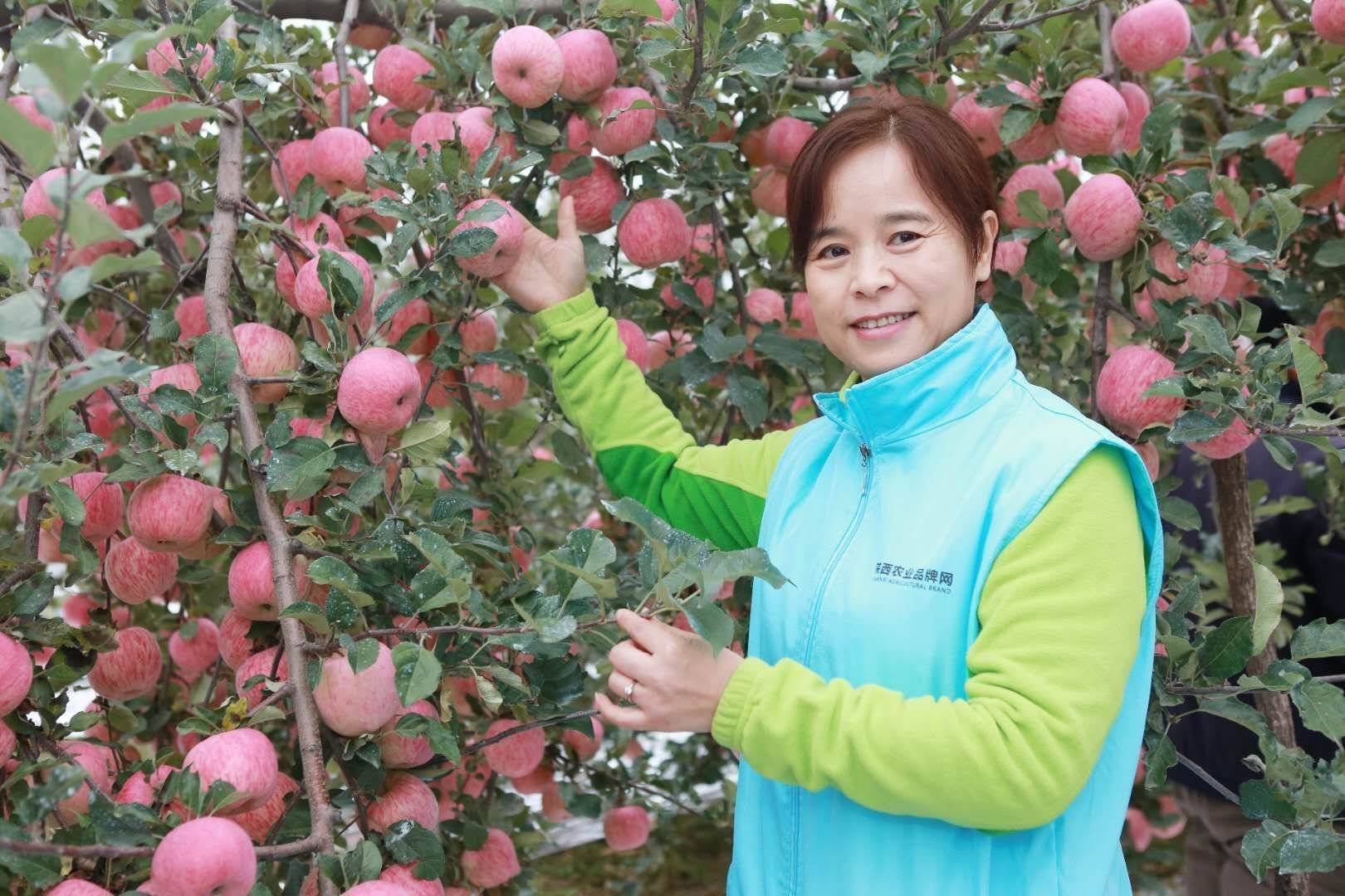 陕西农业|走进中国苹果20强县咸阳旬邑 消费扶贫e起来看马栏红苹果丰景图