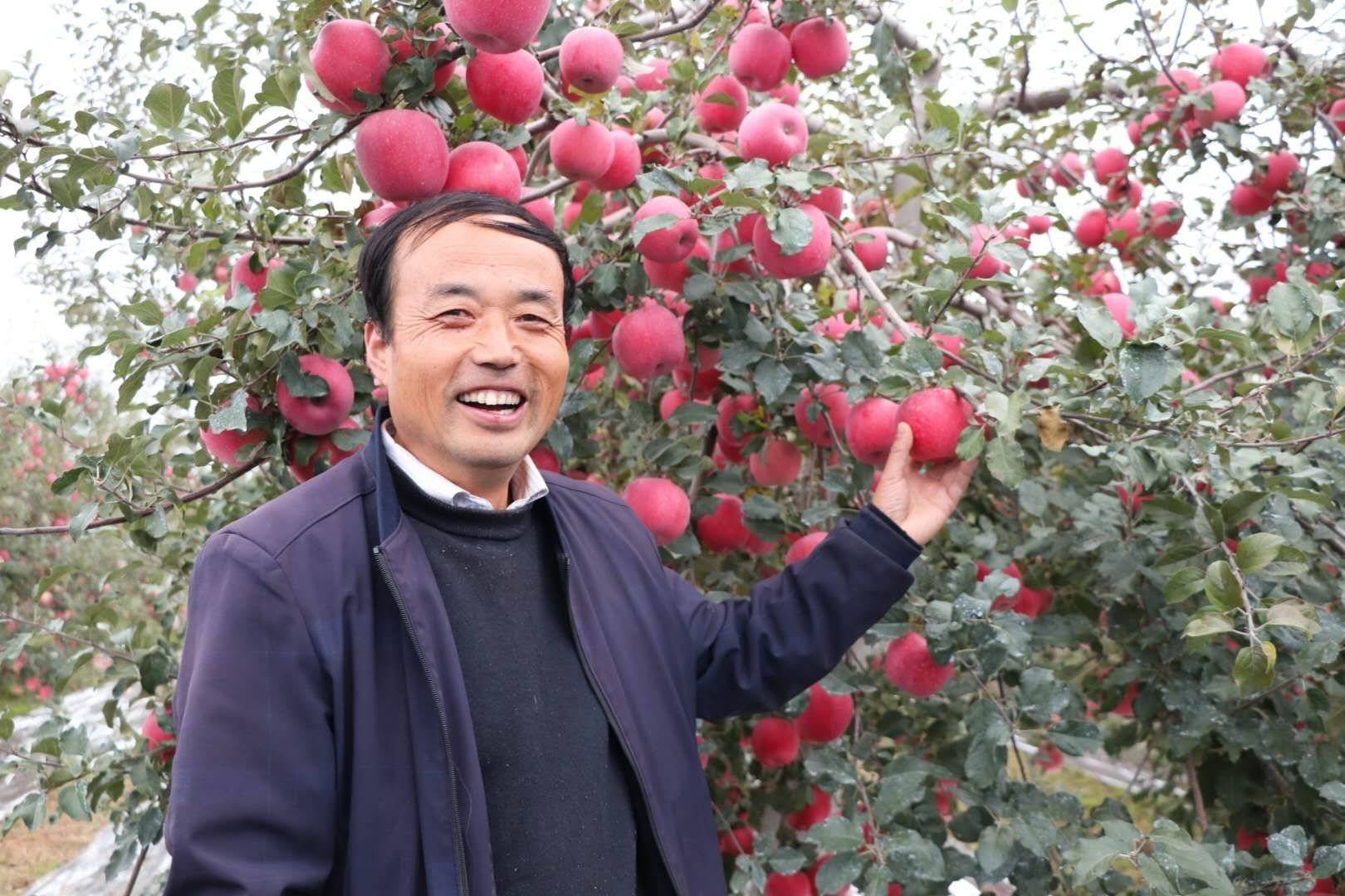 陕西农业|走进中国苹果20强县咸阳旬邑 消费扶贫e起来看马栏红苹果丰景图