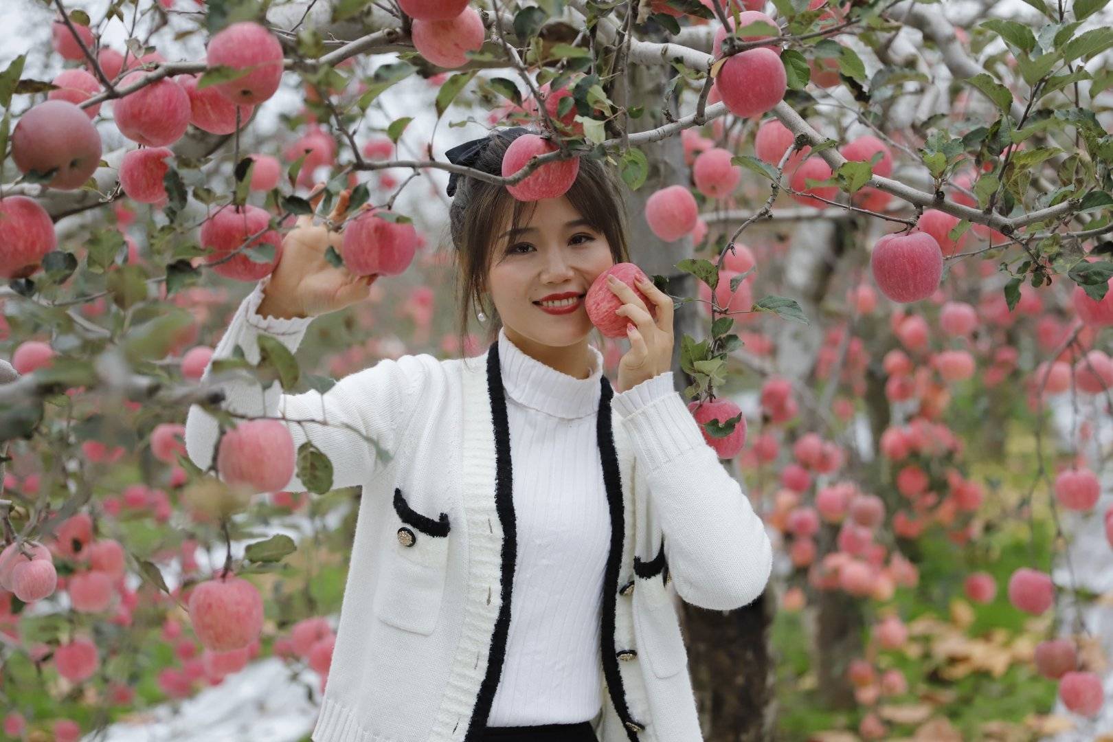 陕西农业|走进中国苹果20强县咸阳旬邑 消费扶贫e起来看马栏红苹果丰景图