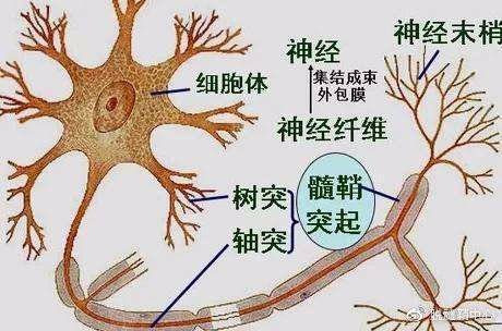 头晕头疼是感冒不要错过你不知道的脱髓鞘