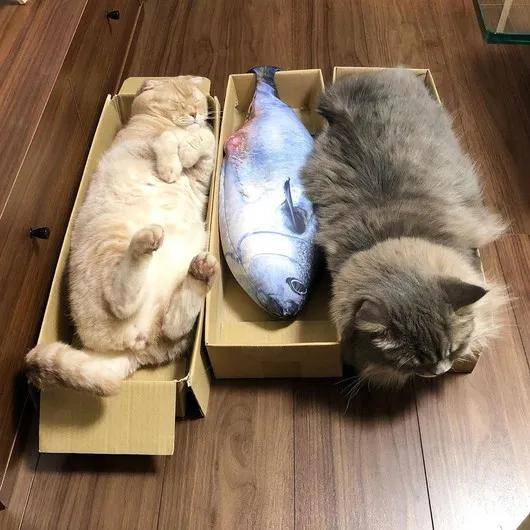 安全感|喵和鱼睡一起,是不是更有安全感?