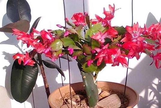 什么时间嫁接蟹爪兰成活率高 9f8911d7f5cd42439a85f1a9e2a5788e.jpeg