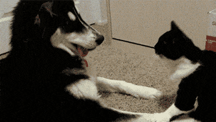 养猫vs养狗,你会选谁?_猫咪