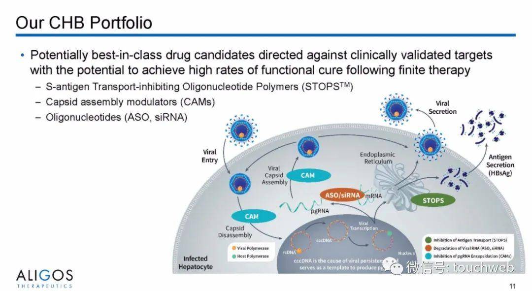 Capital|治乙肝的Aligos冲刺美股：拟募资上亿美元 路演PPT曝光