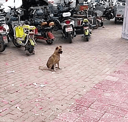 土狗坐在主人床上 fd15a869e8f44e268a1f612b5dc73558.png