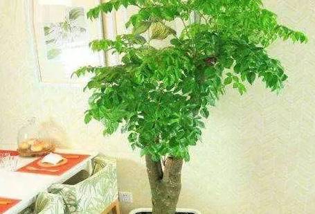 什么人不能养幸福树 10e056860091458f93c12d5308d0b4a0.jpeg