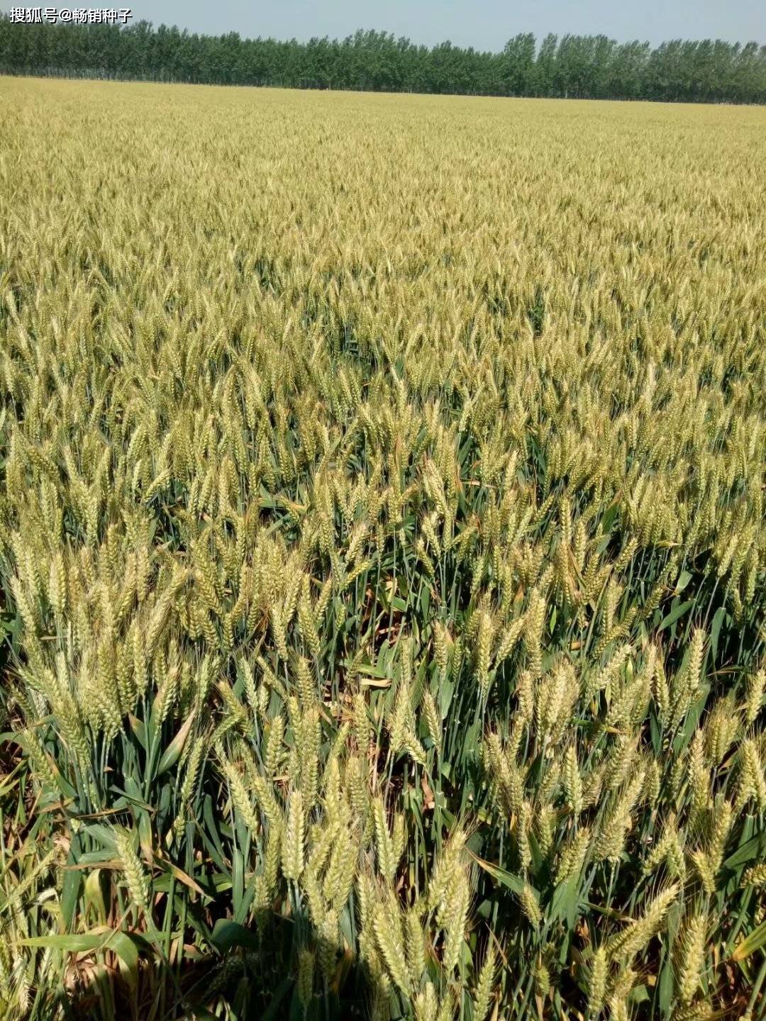 2020高产小麦品种产_颍上县2020年秋种优质专用小麦生产实施方案