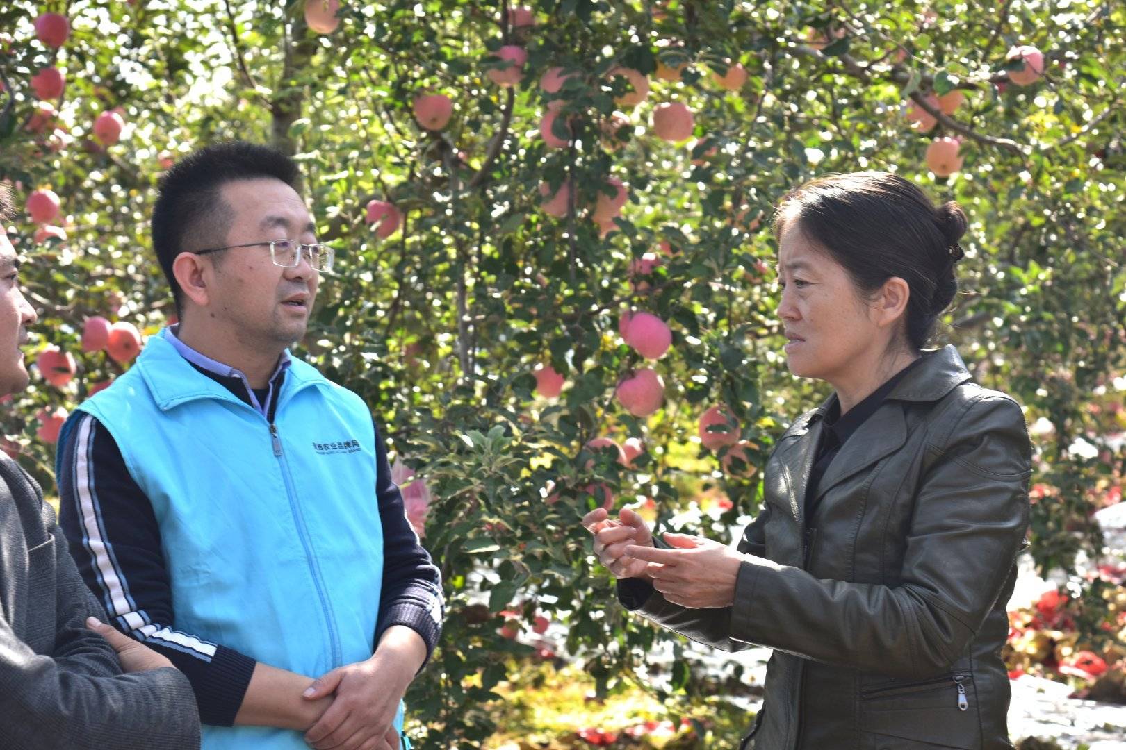 品牌|消费扶贫e起来丨主播带你进果园、看产业、选品牌 为延川苹果代言