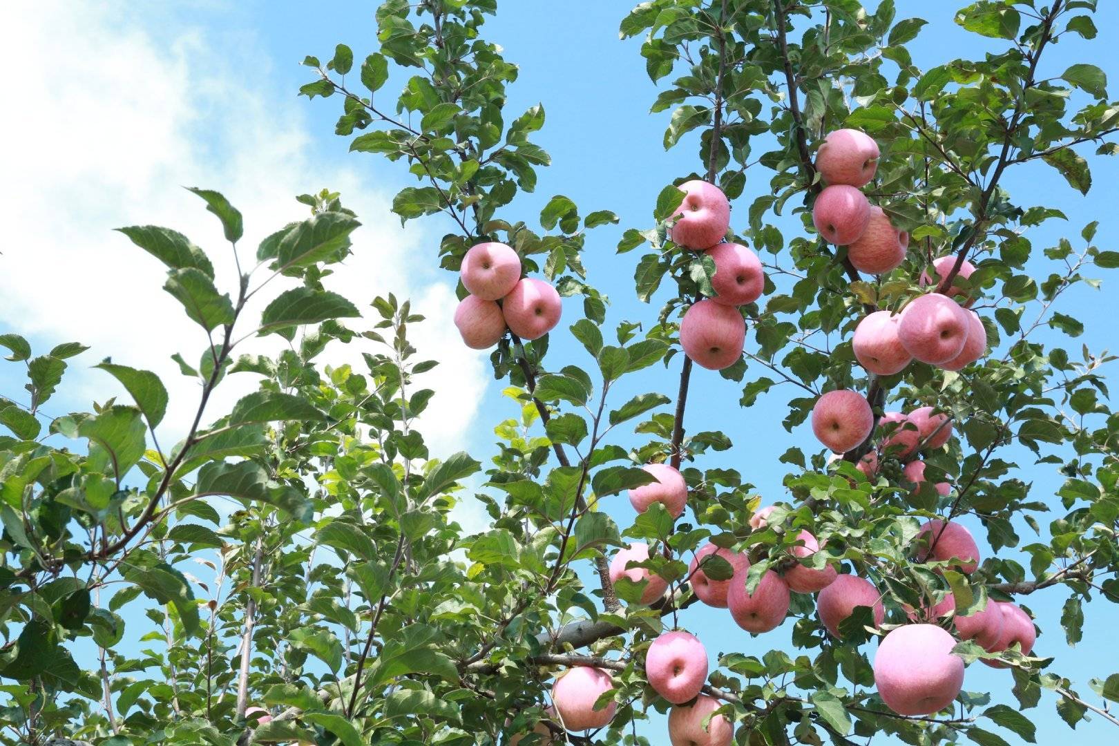 品牌|消费扶贫e起来丨主播带你进果园、看产业、选品牌 为延川苹果代言