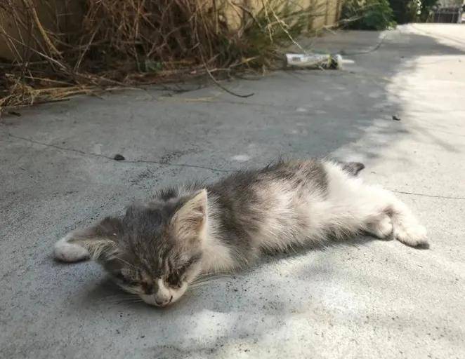 濒死的流浪猫被好心人救助,十个月后大变样,网友直呼捡到宝!