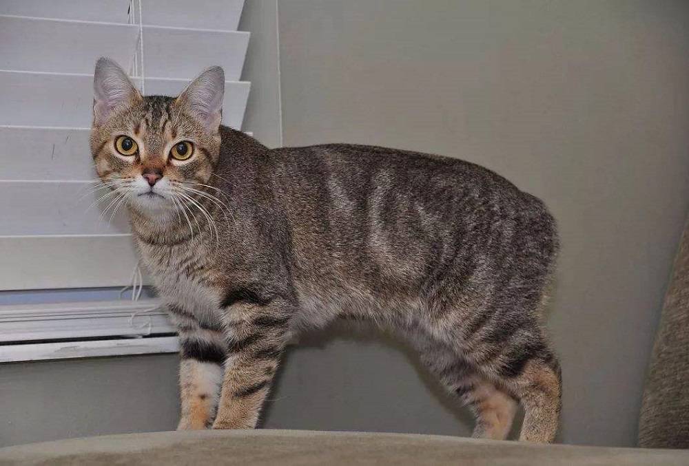 两只羊和一只猫猜成语_看图猜成语(3)