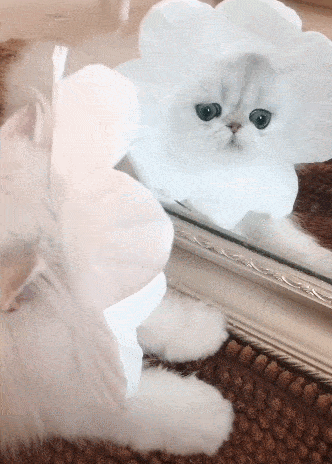 小猫看镜子被惊艳到,表情吃惊,喵:这是谁?发生了什么?