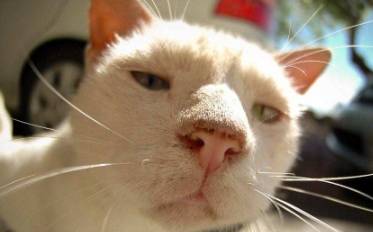 嘶什么意思呀 2d0caa925ca9402689bb87c43c0e7b75.jpeg