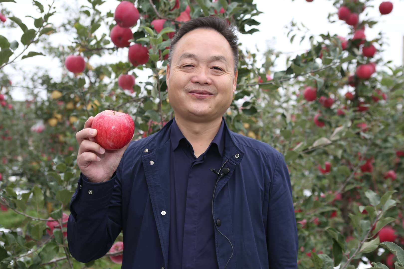 魅力|金秋送爽魅力果乡，白水苹果亿万人民的口福!