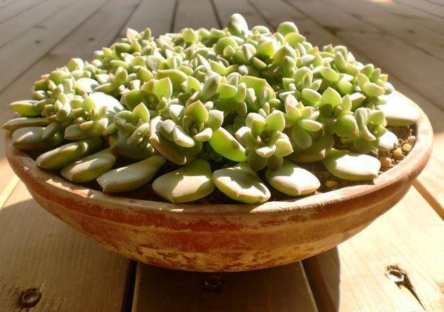 多肉怎样爆芽 3fc8217bad644d718592bb06012d5a55.jpeg