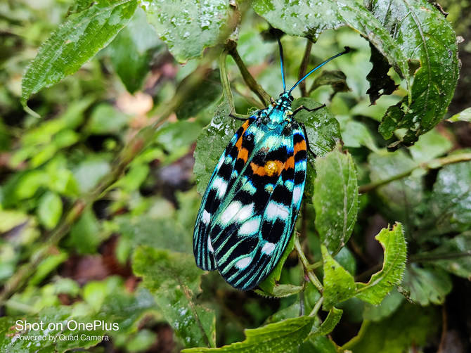 真香|一加 8T详细评测：3399元的真香屏幕超旗舰