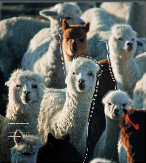 秘鲁|秘鲁时尚与装饰展，领略拉美风情