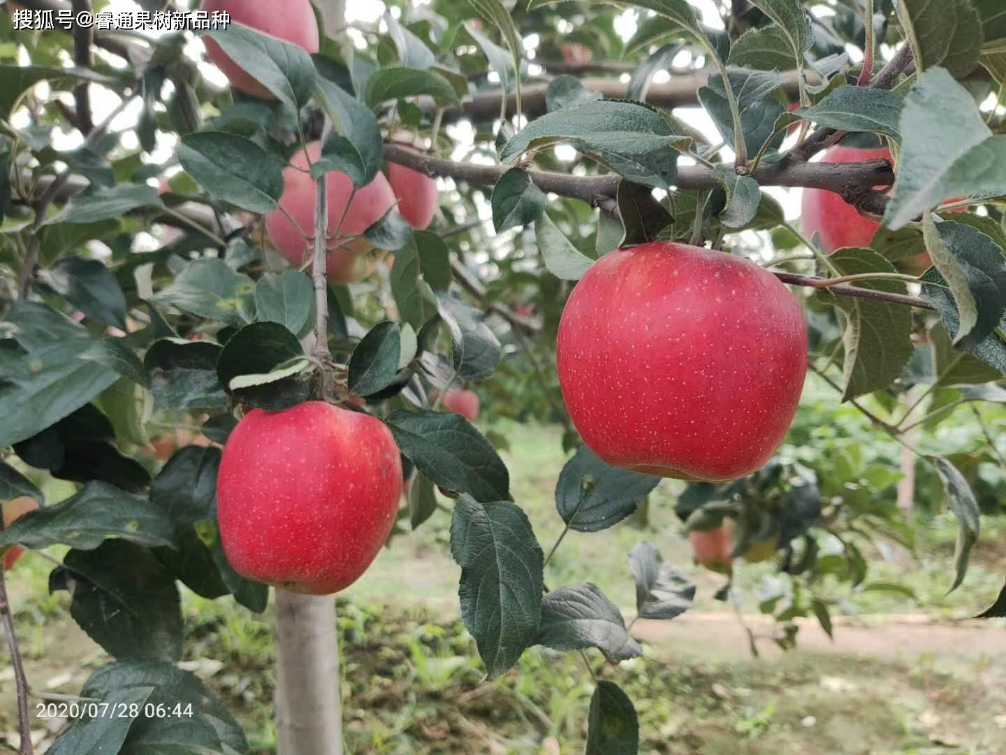 鲁丽苹果苗科学建立果园的基础条件