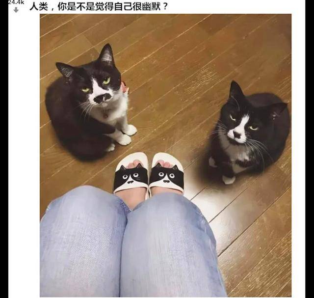 主人买的拖鞋图案和家里猫咪长相一样猫你自己觉得很幽默