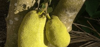 在家怎么削菠萝蜜 12722a9e3f9549a8a6b8ef6544e852fb.png