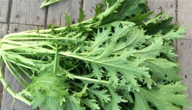 现在可以种什么菜最合适8月 177c25ee199e461686801b26c85e56eb.jpeg