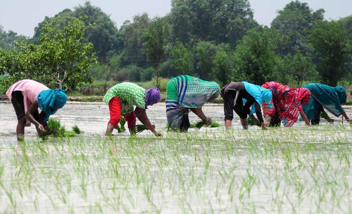 孟加拉2020年GDP_孟加拉豹猫