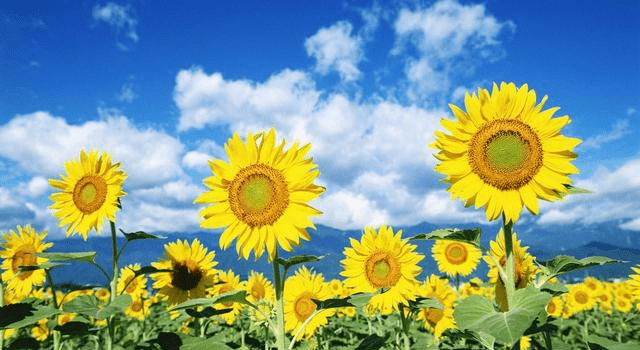 原创阳光灿烂的向日葵大家都很喜欢,它们的种植所需条件是什么呢