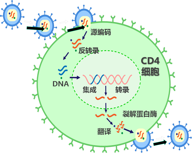 hiv定量检测病毒载量