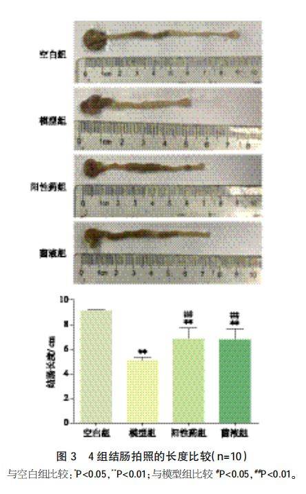 由图 3 可见,模型组小鼠结肠长度较空白组明显缩短(p 0.