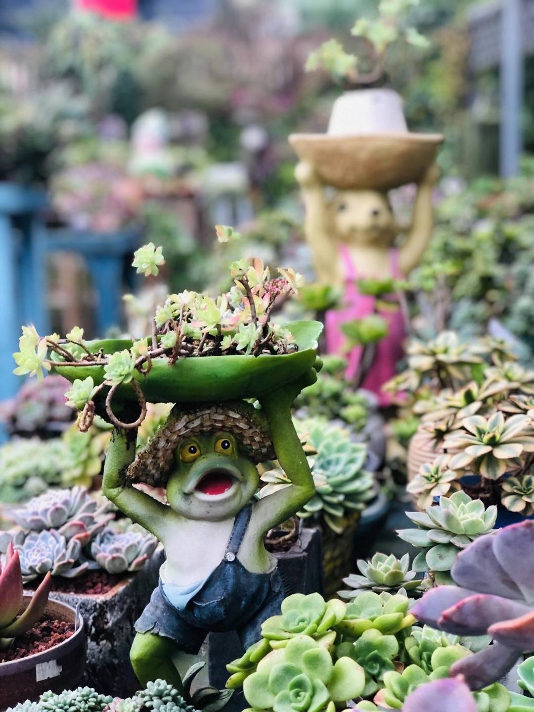 成都三圣乡多肉植物(合家欢文艺花园)