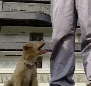 流浪狗|家长质疑学校里有流浪狗，校长却亲自为它们组织了一场演讲……