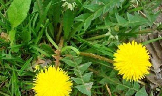 婆婆丁与荠菜的区别图片 70c7f4f4f19a4d75acb69d033eab7be3.jpeg