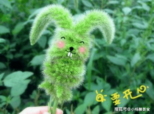 全网最火的狗尾巴草原创 8593860b55074559a4a37fd0eb89e719.png