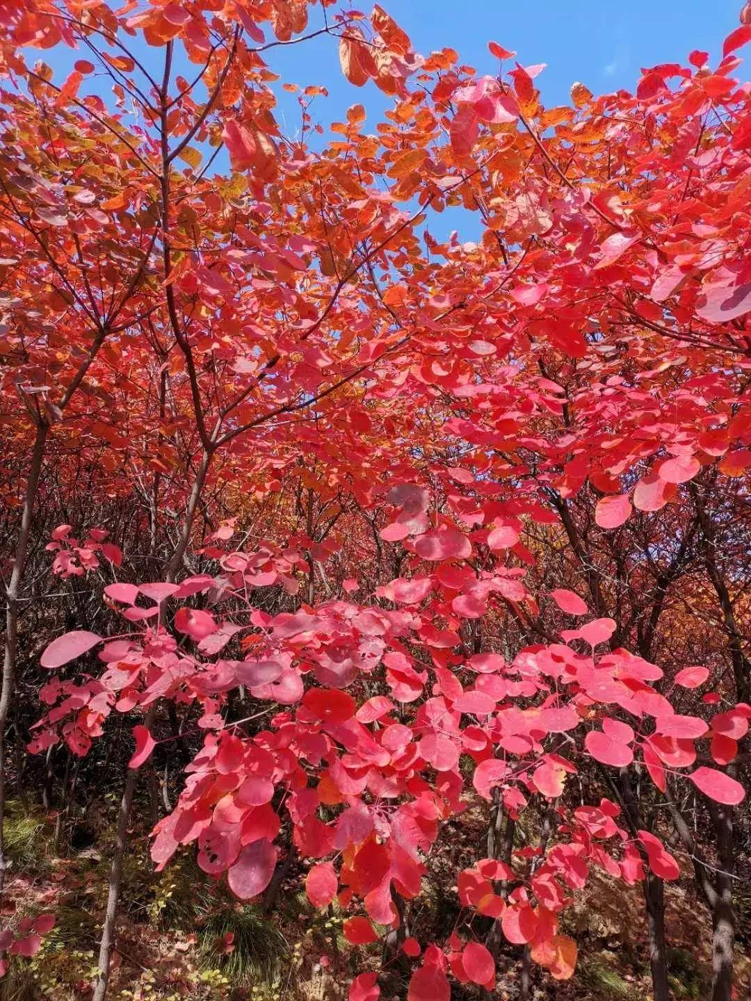 重庆巫山：秋意正浓 红叶当时--视界网