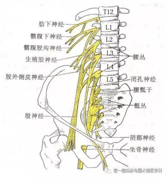 围术杂谈丨骶丛神经阻滞解剖基础