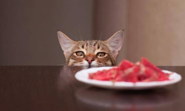 猫咪吃方便面不吃火腿怎么办
