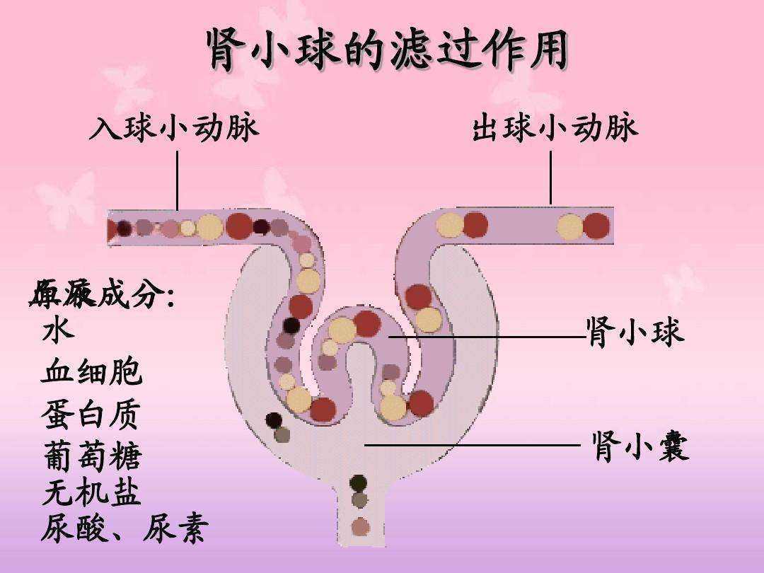 研究|乙肝替诺福韦96周结果，数据总体相当，改用TAF肾脏安全改善