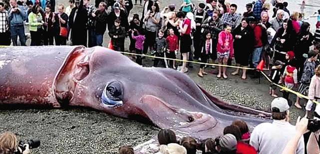 原创世界上最大的无脊椎动物被称为巨枪乌贼海里攻击不容忽视