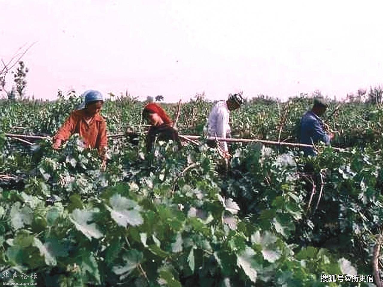 老照片,1980年的新疆于田,飞机场还是土路